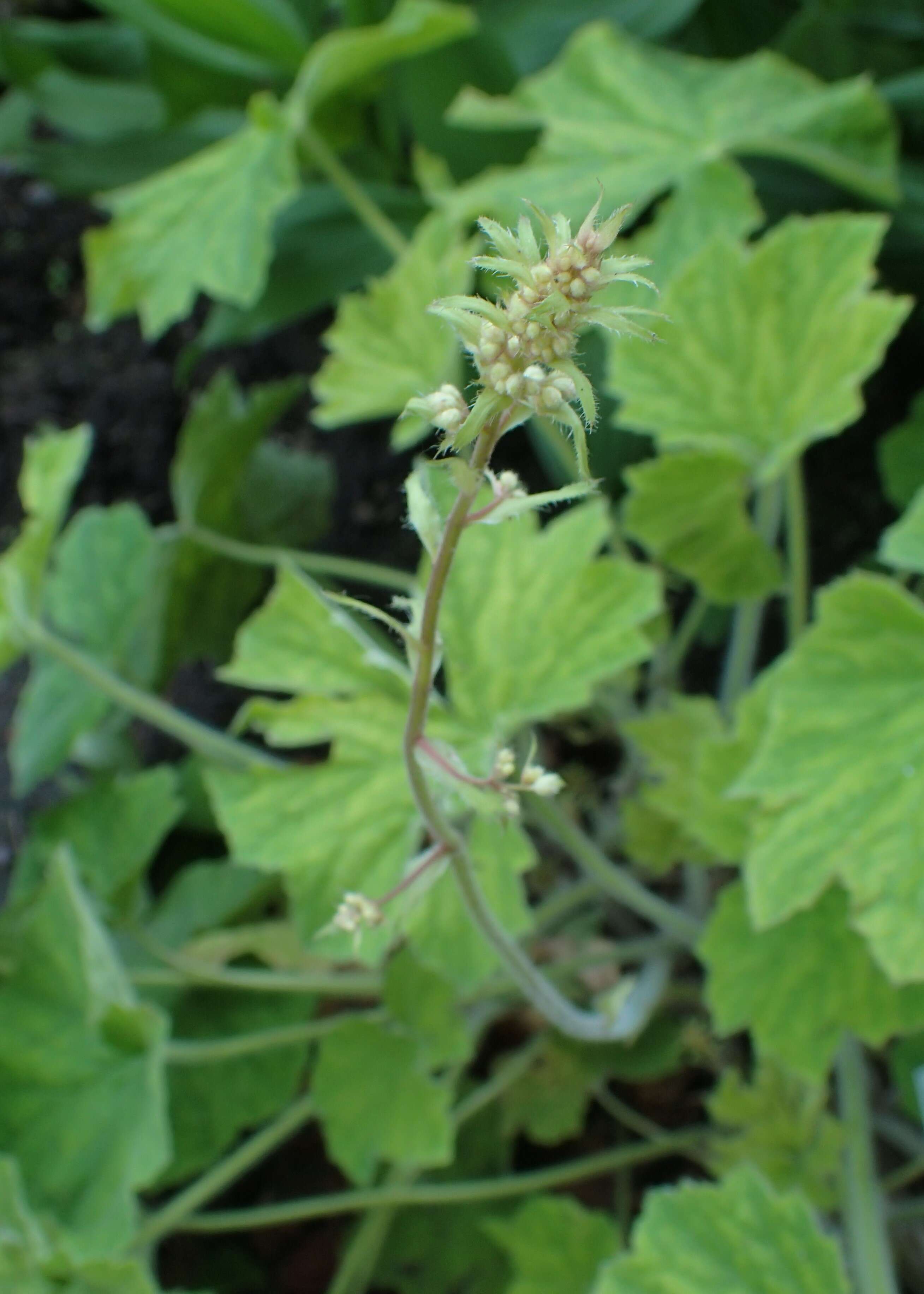 Image of coastal brookfoam