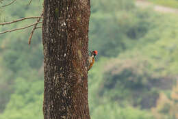 Image of Black-rumped Flameback