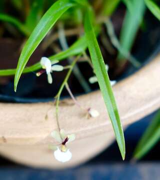 Image of Gomesa radicans (Rchb. fil.) M. W. Chase & N. H. Williams