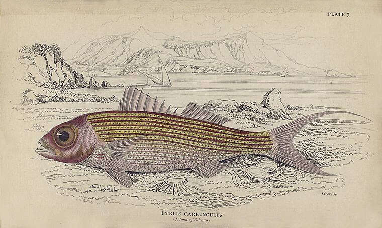Image of Deepwater Red Snapper
