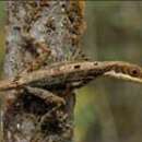 Image of Small-fanned Bush Anole