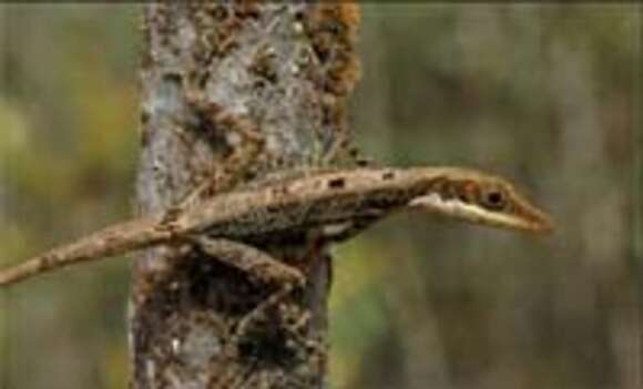 Image of Small-fanned Bush Anole