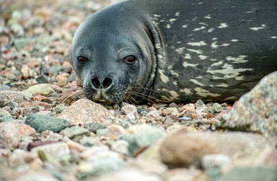 Image of Weddell seal