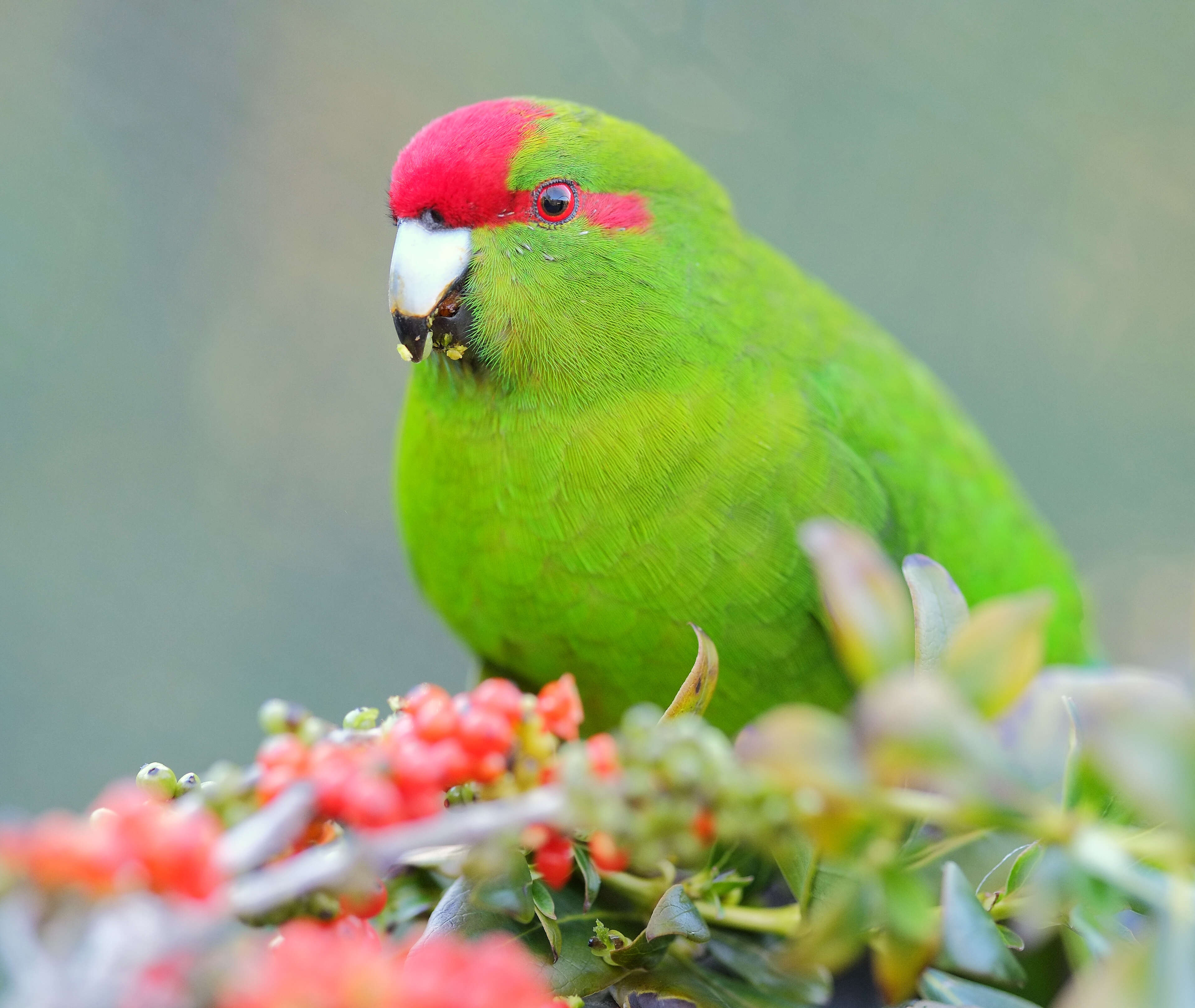 Image of Red-crowned Parakeet