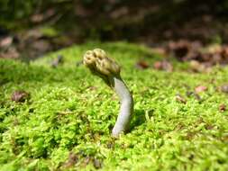 Image of green earth tongues