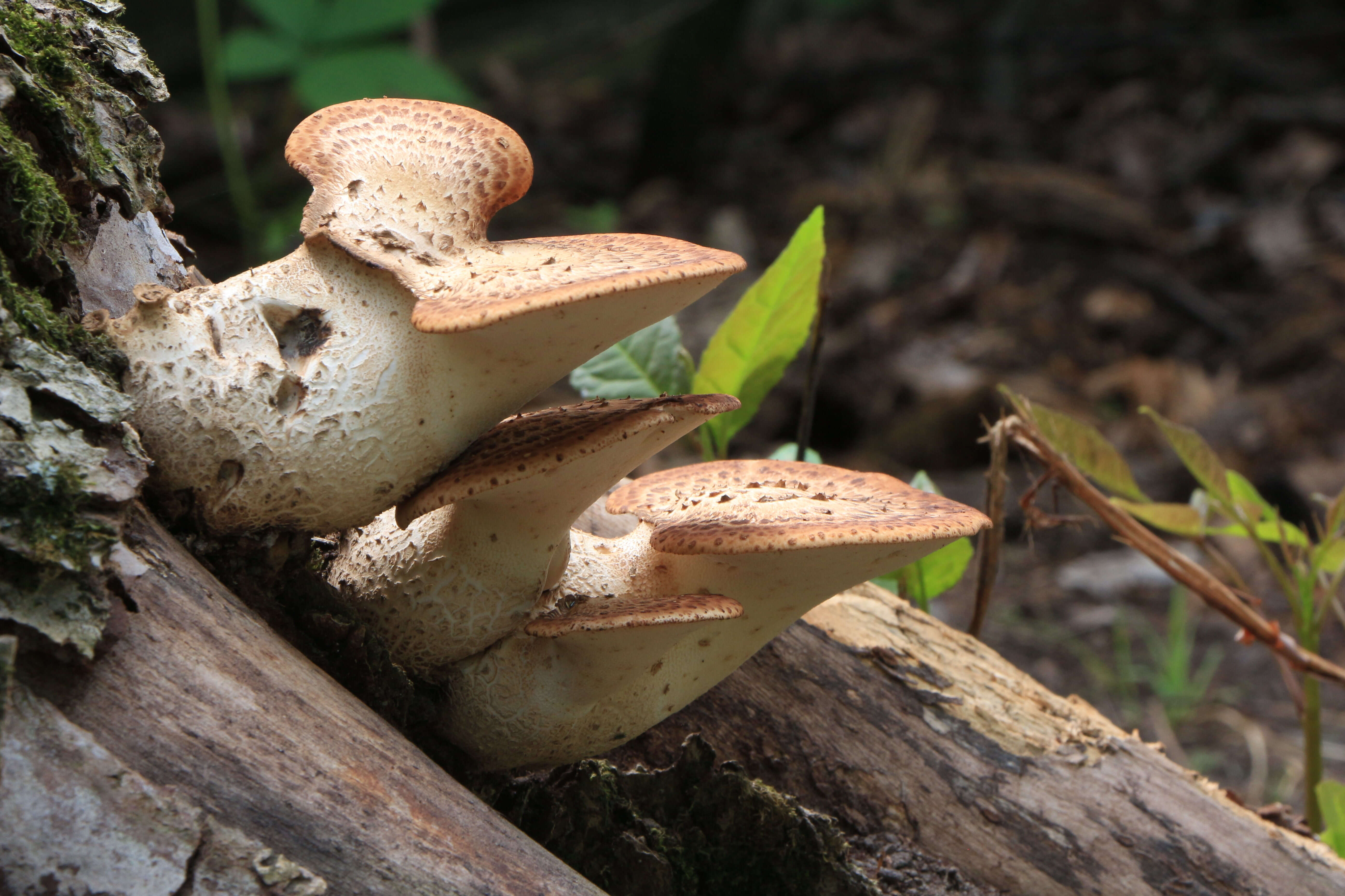 Image of dryad's saddle