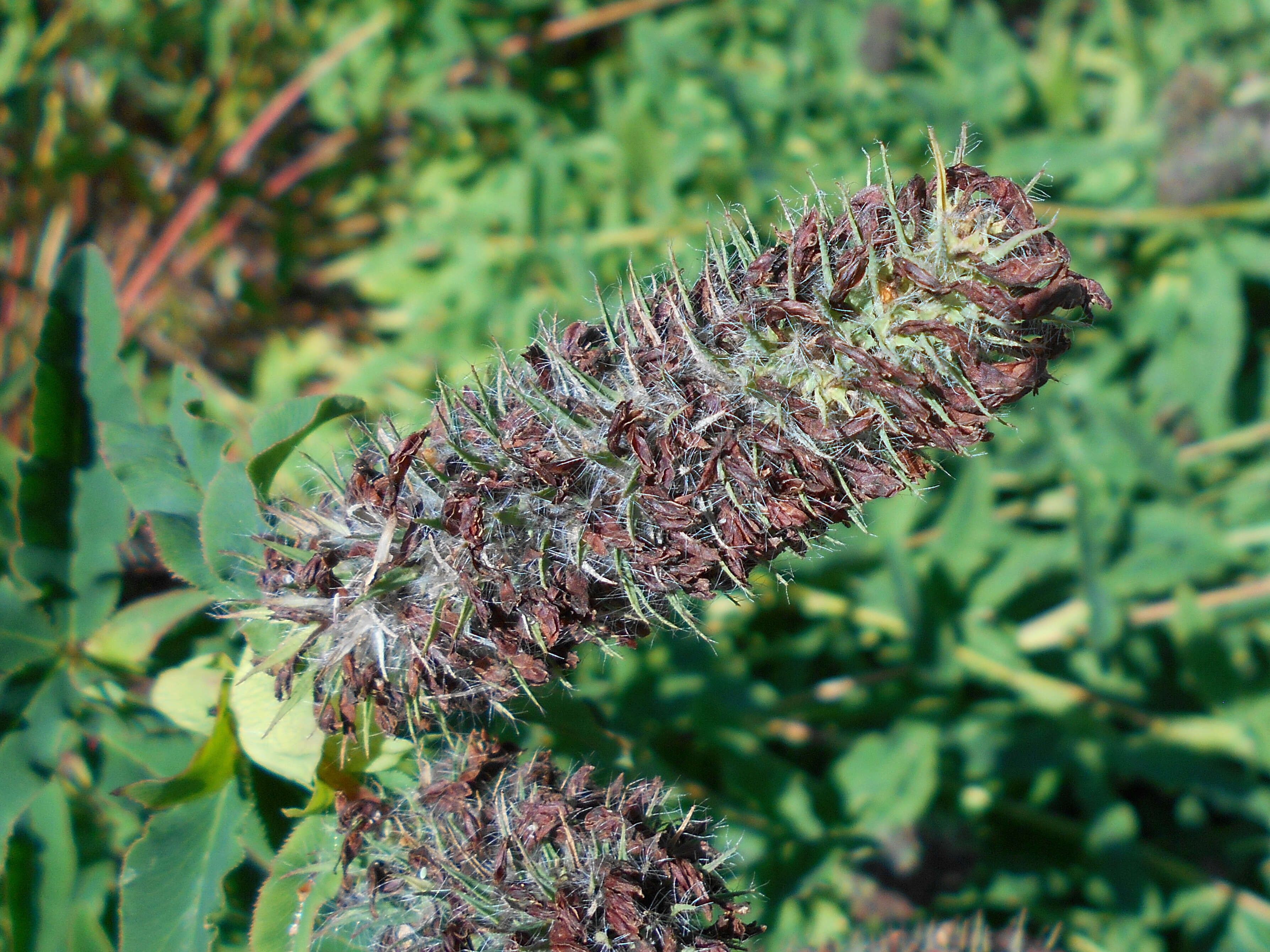 Image of Red Trefoil