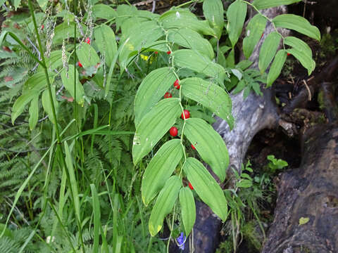 Image of claspleaf twistedstalk