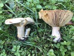 Image of Lactarius chelidonium Peck 1872