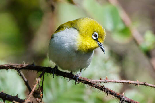 Image of Indian White-eye