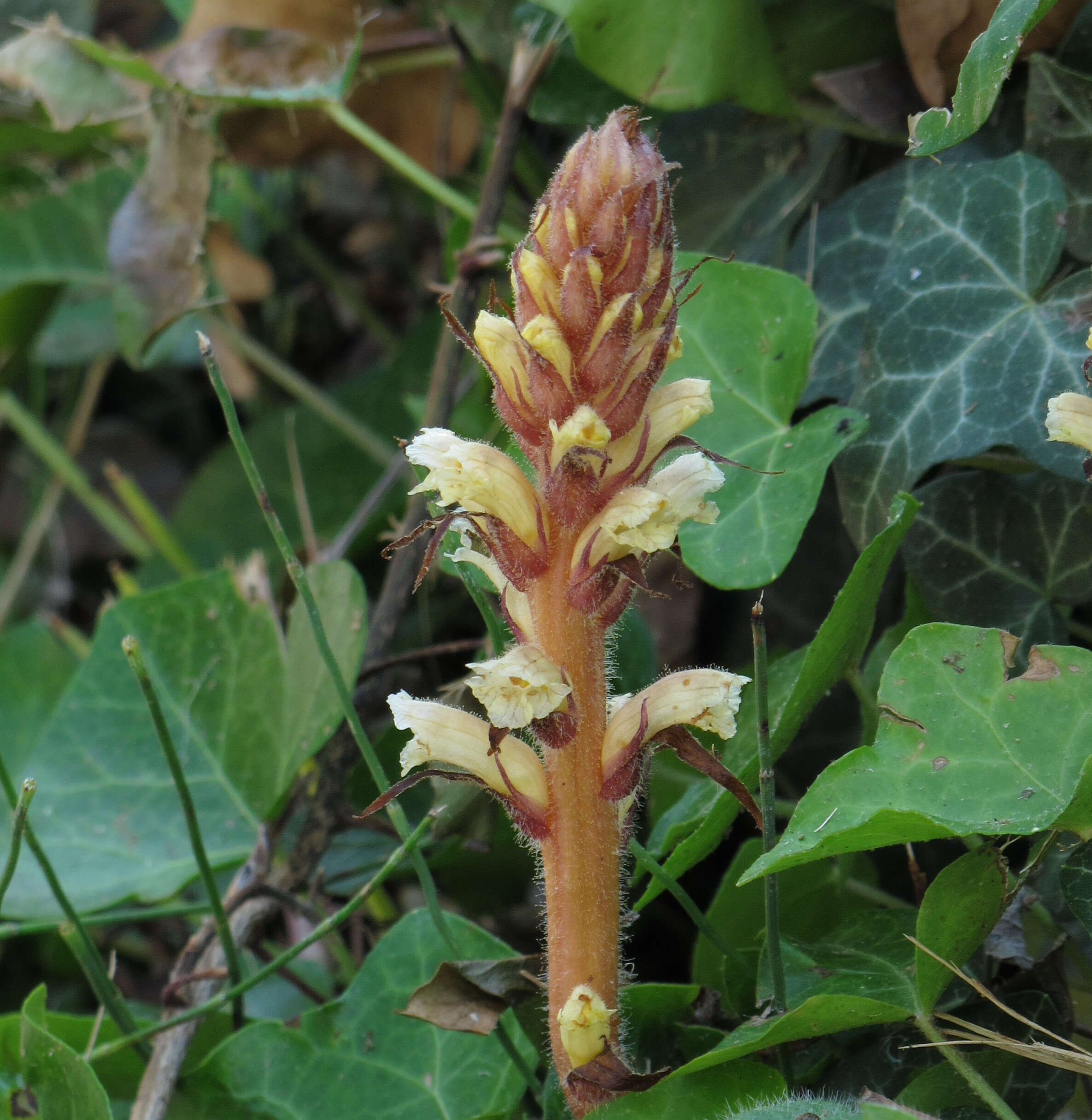 Image of ivy broomrape