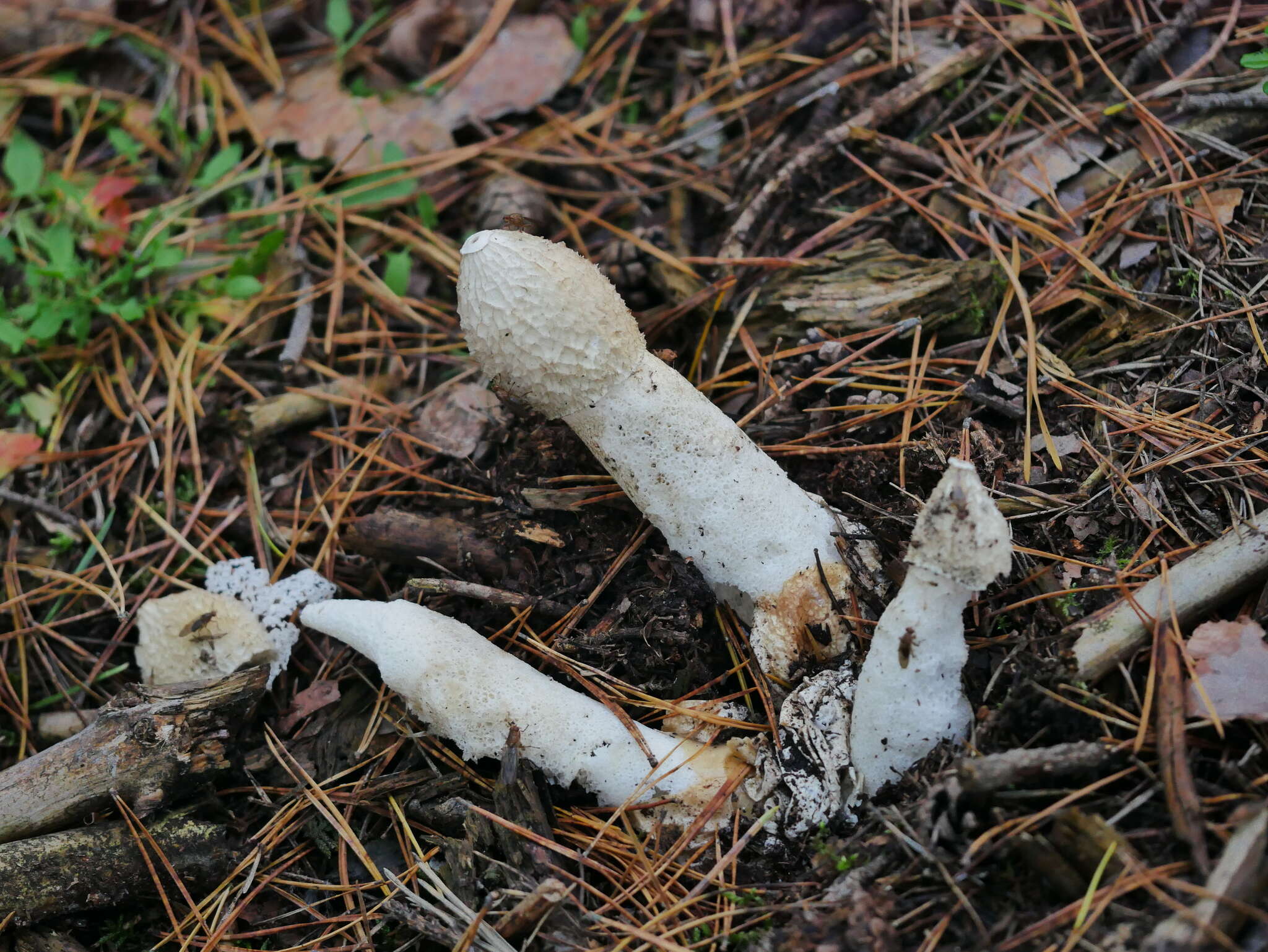 Image of Stinkhorn