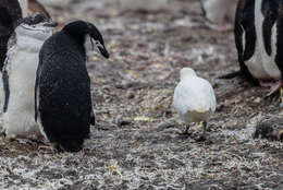 Image of Chinstrap Penguin