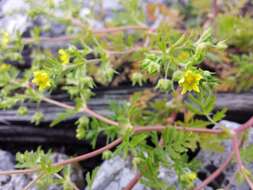 Image of Bushy Cinquefoil