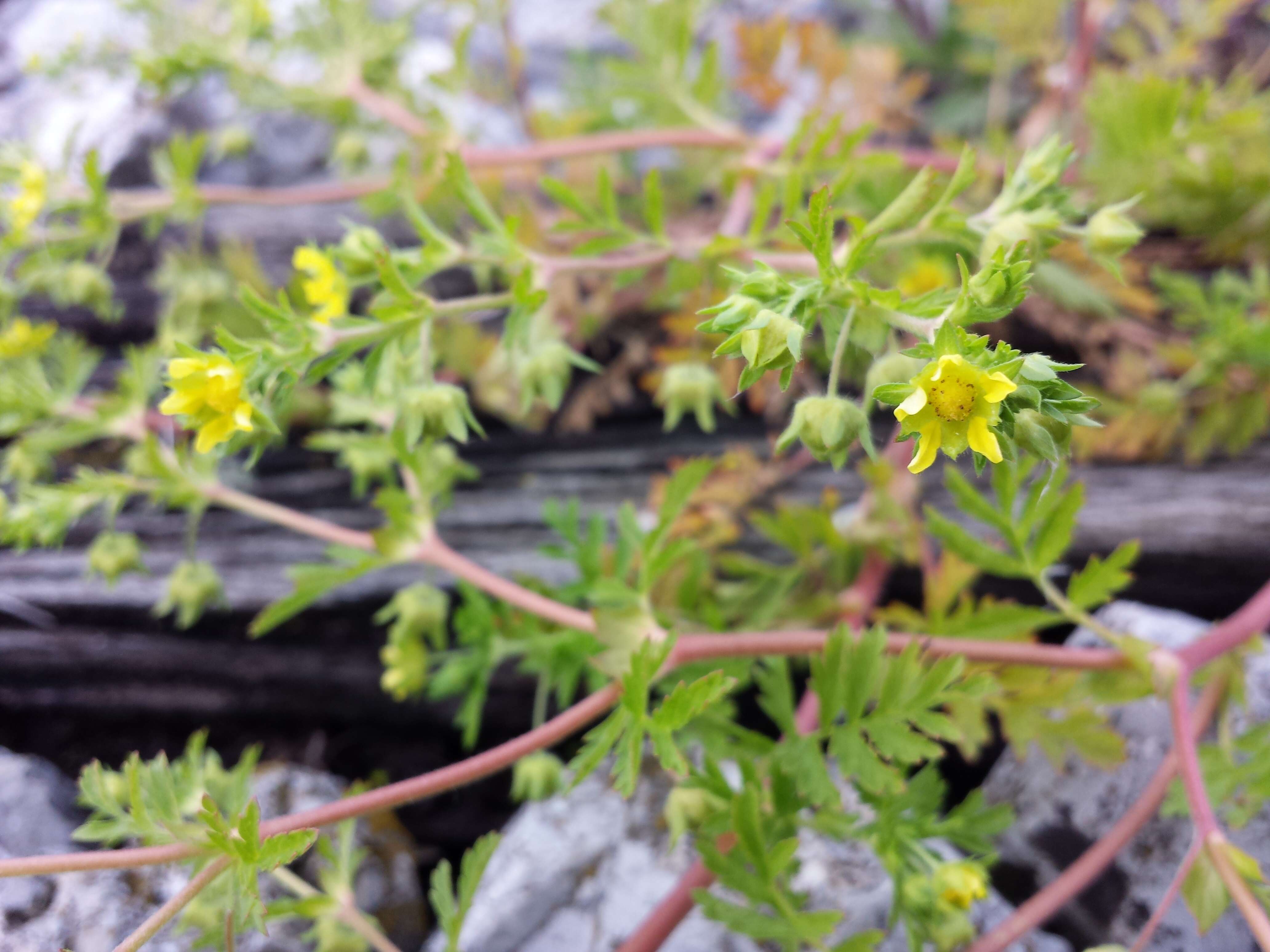 Image of Bushy Cinquefoil