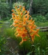 Image of Yellow fringed orchid