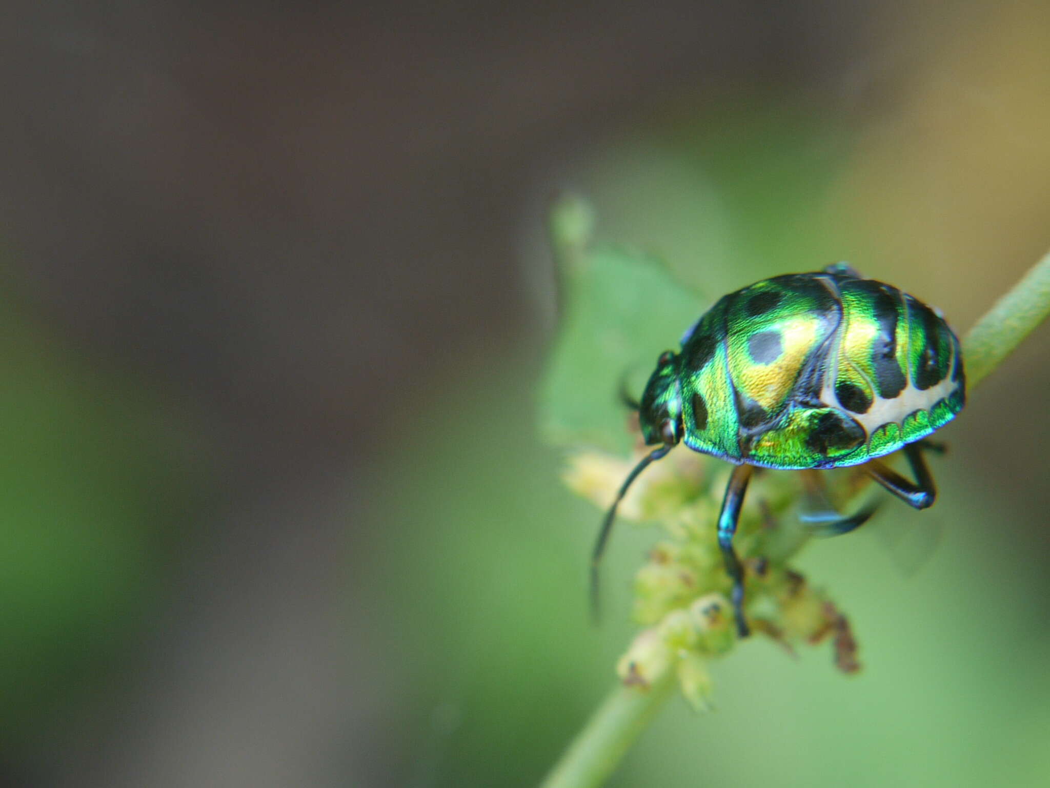 Image of Chrysocoris