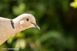 Image of Collared Dove