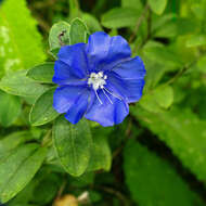 Image of Brazilian dwarf morning-glory