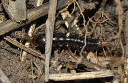 Image of Orchesella villosa (von Linné & C 1767)