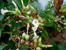 Image of cultivated tobacco