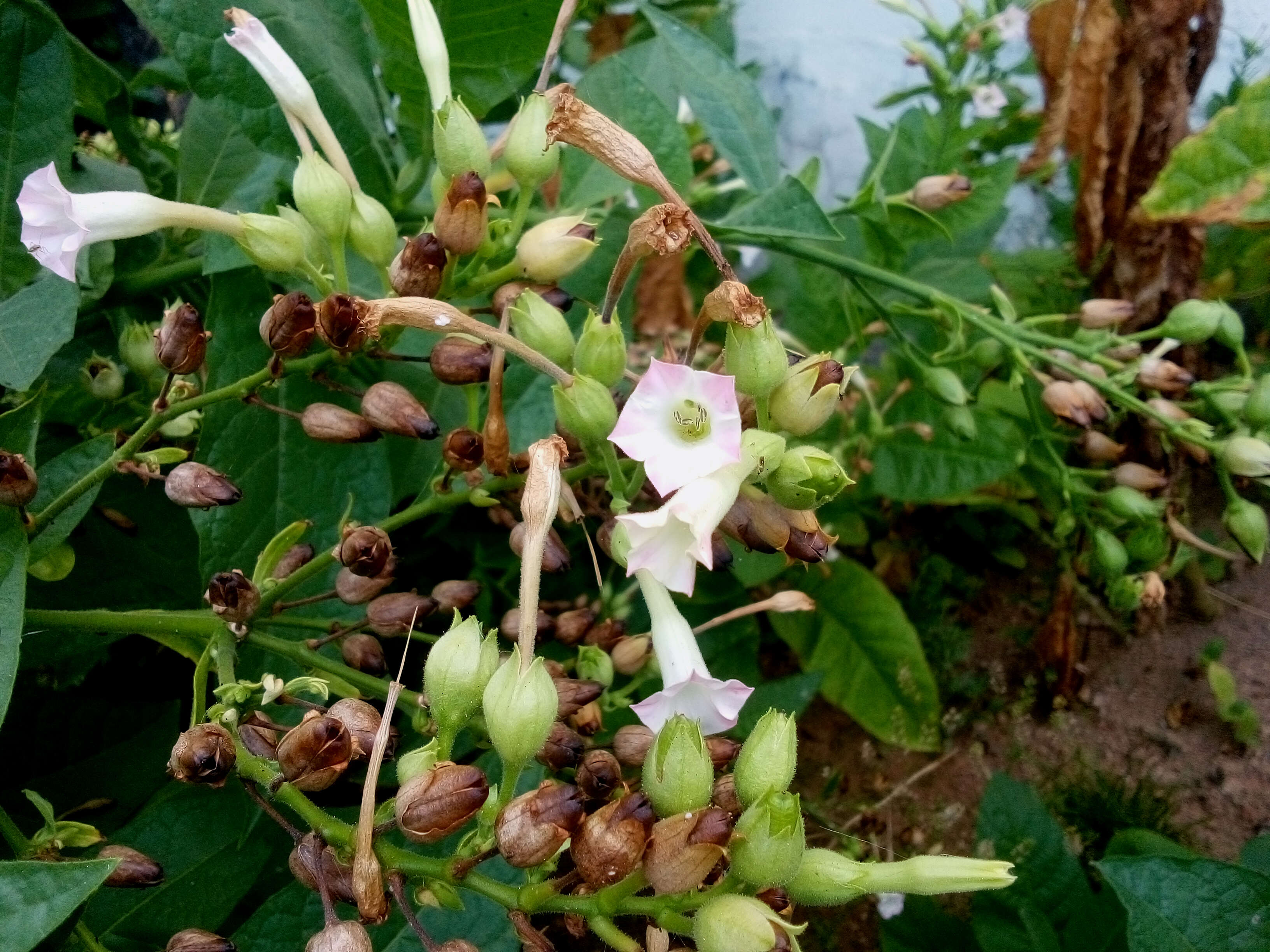 Image of cultivated tobacco