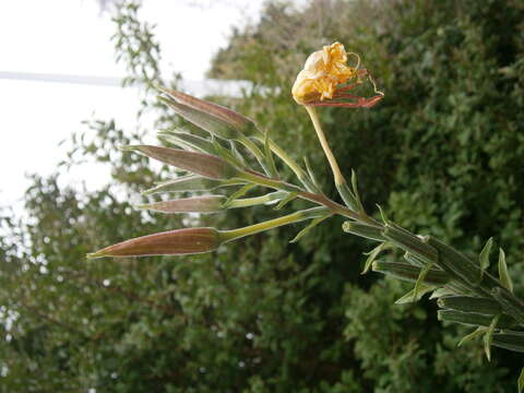 Imagem de Oenothera glazioviana M. Micheli