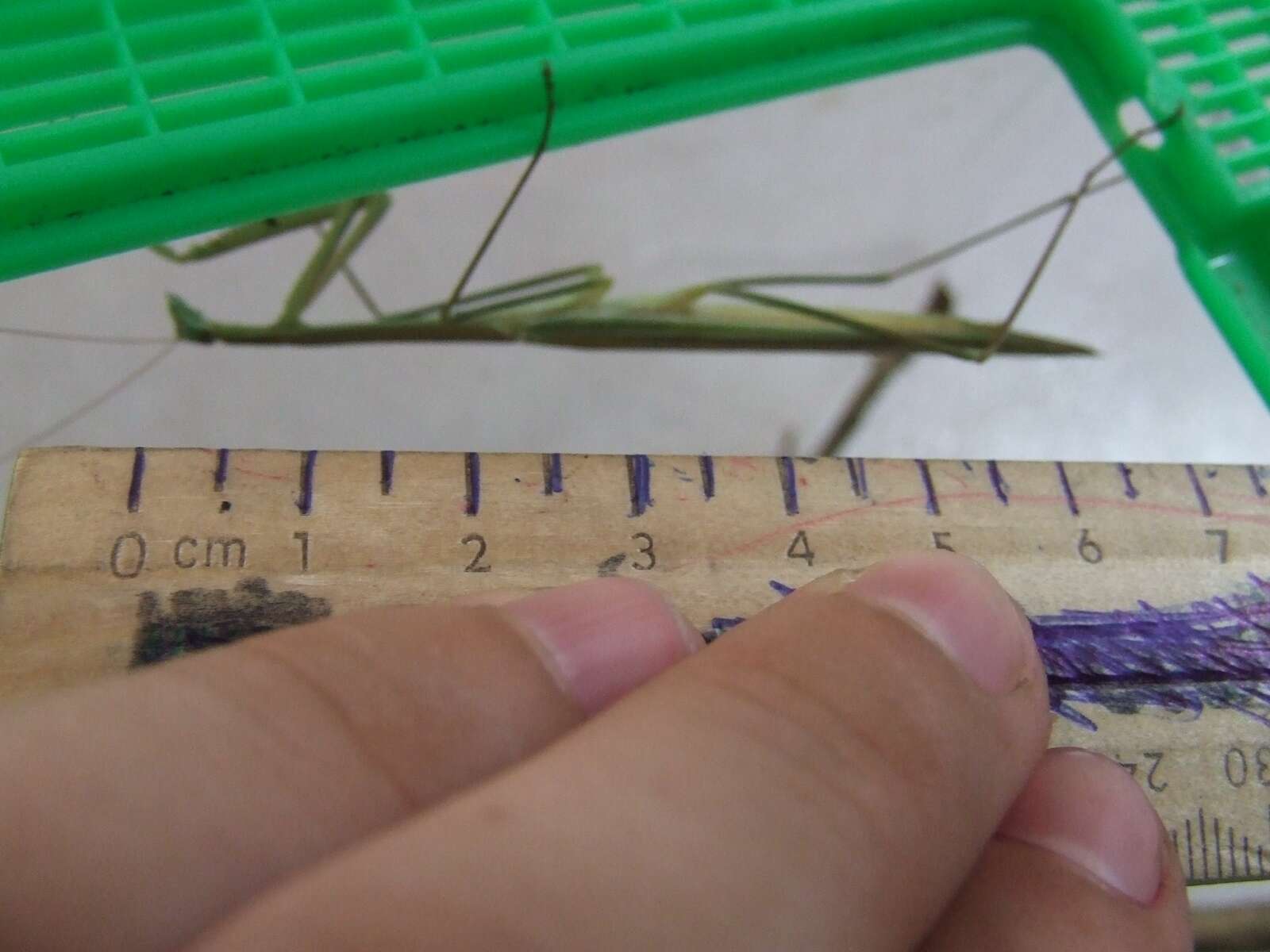 Image of Purple-winged mantis