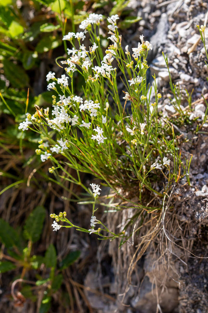 Image of squinancywort