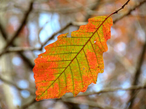 Image of Basket Oak