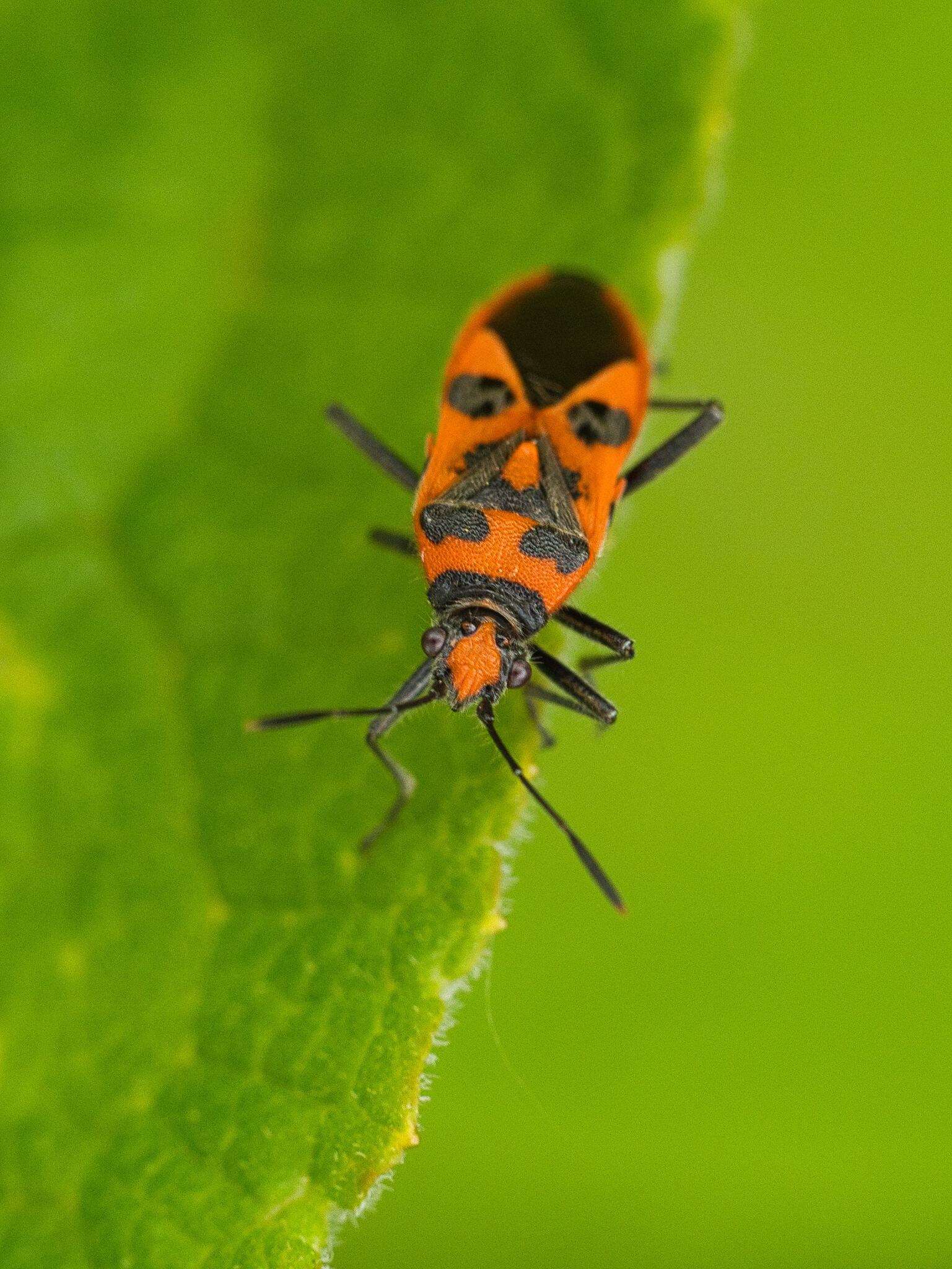 Image of black & red squash bug