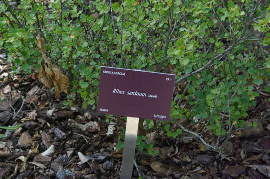 Image of Sardinian Currant