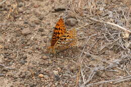 صورة Speyeria coronis Behr 1862