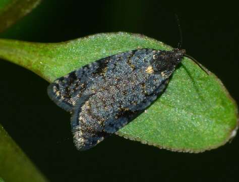 Tortrix molybditis Meyrick 1907的圖片