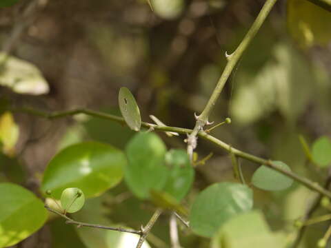 Image de Capparis sepiaria L.