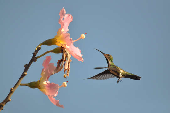 Image of Black-throated Mango