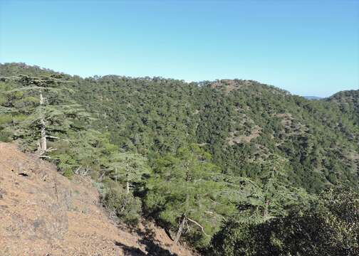 Image of Cyprus Cedar