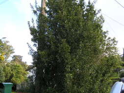 Image of Italian buckthorn