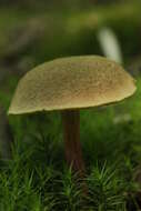 Image of Red-cracking Bolete