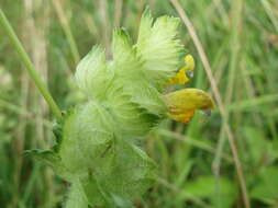 Image of European yellow rattle