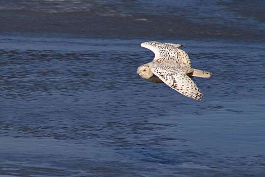 Imagem de Bubo scandiacus (Linnaeus 1758)