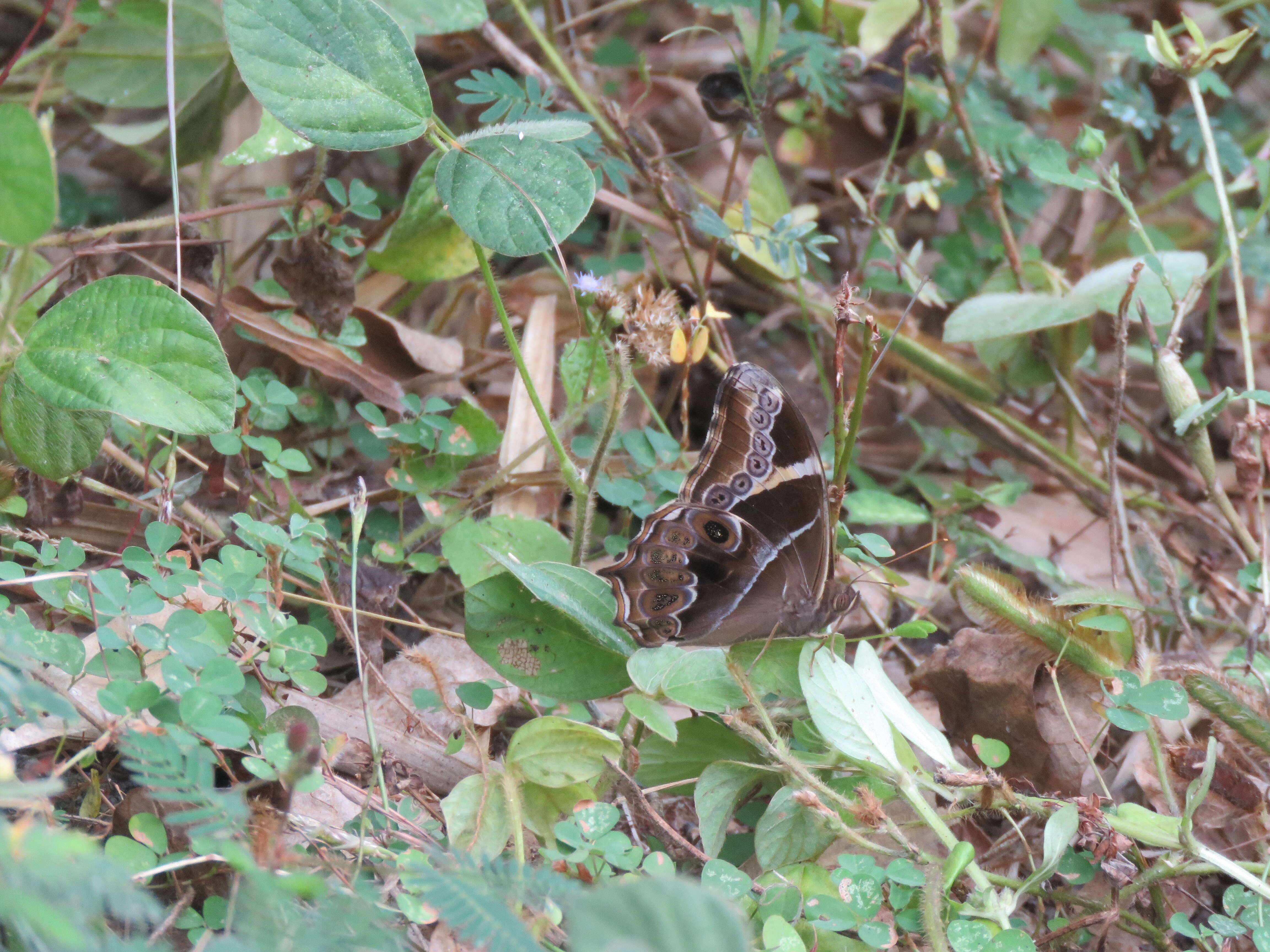 Image of Bamboo Tree Brown