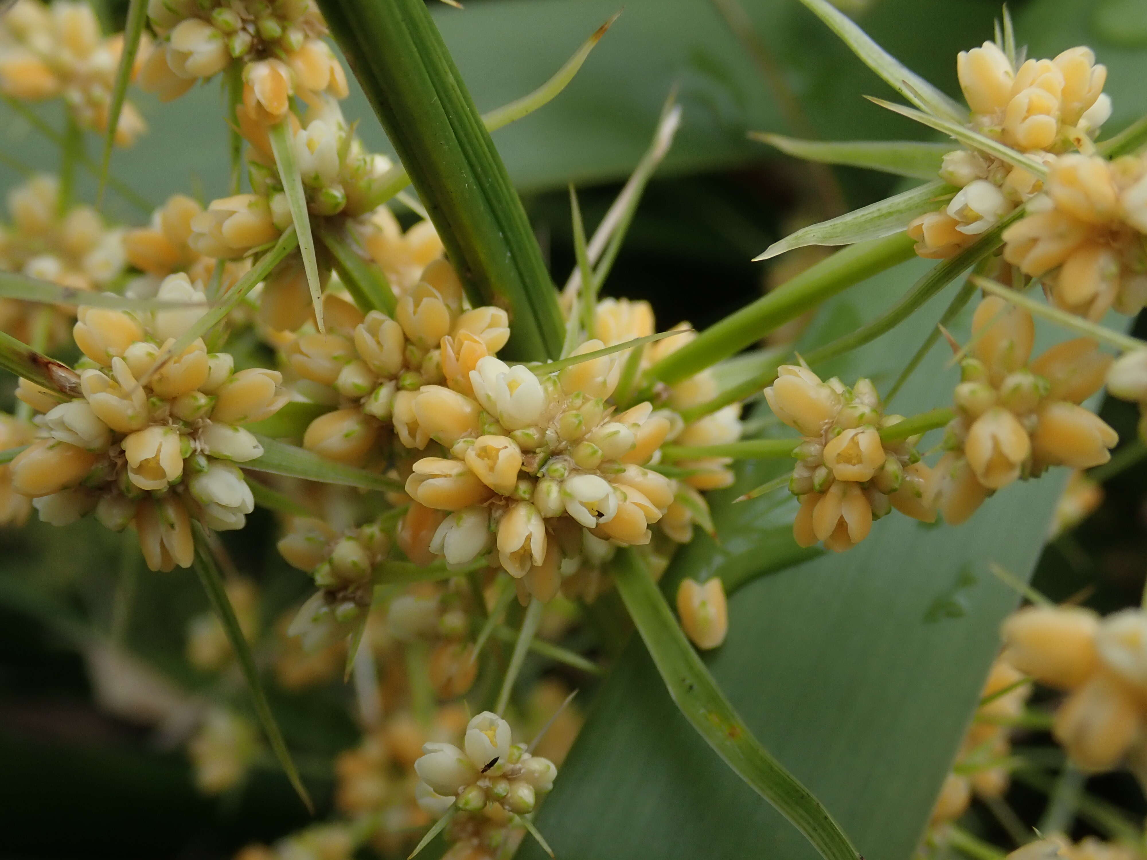 Image of Lomandra hystrix (R. Br.) L. R. Fraser & Vickery