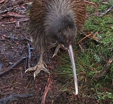 Image of Southern Brown Kiwi