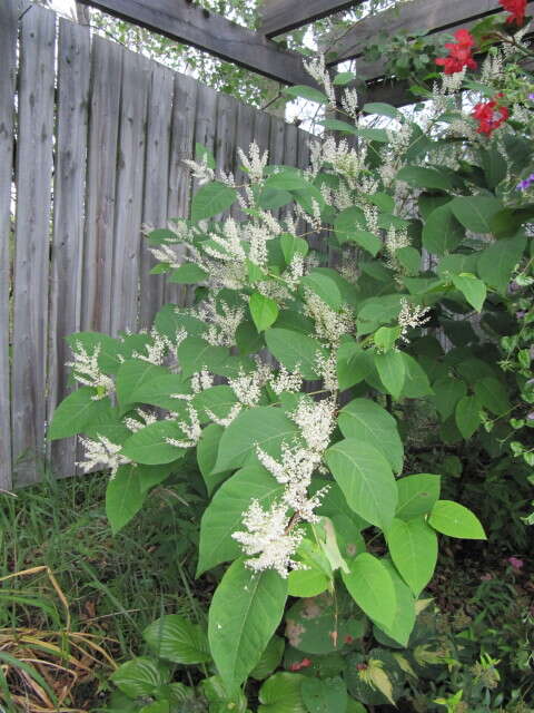 Image of Japanese Knotweed