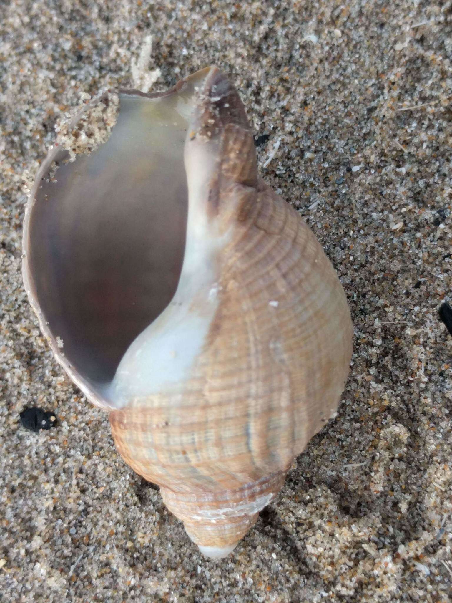 Image of Common whelk