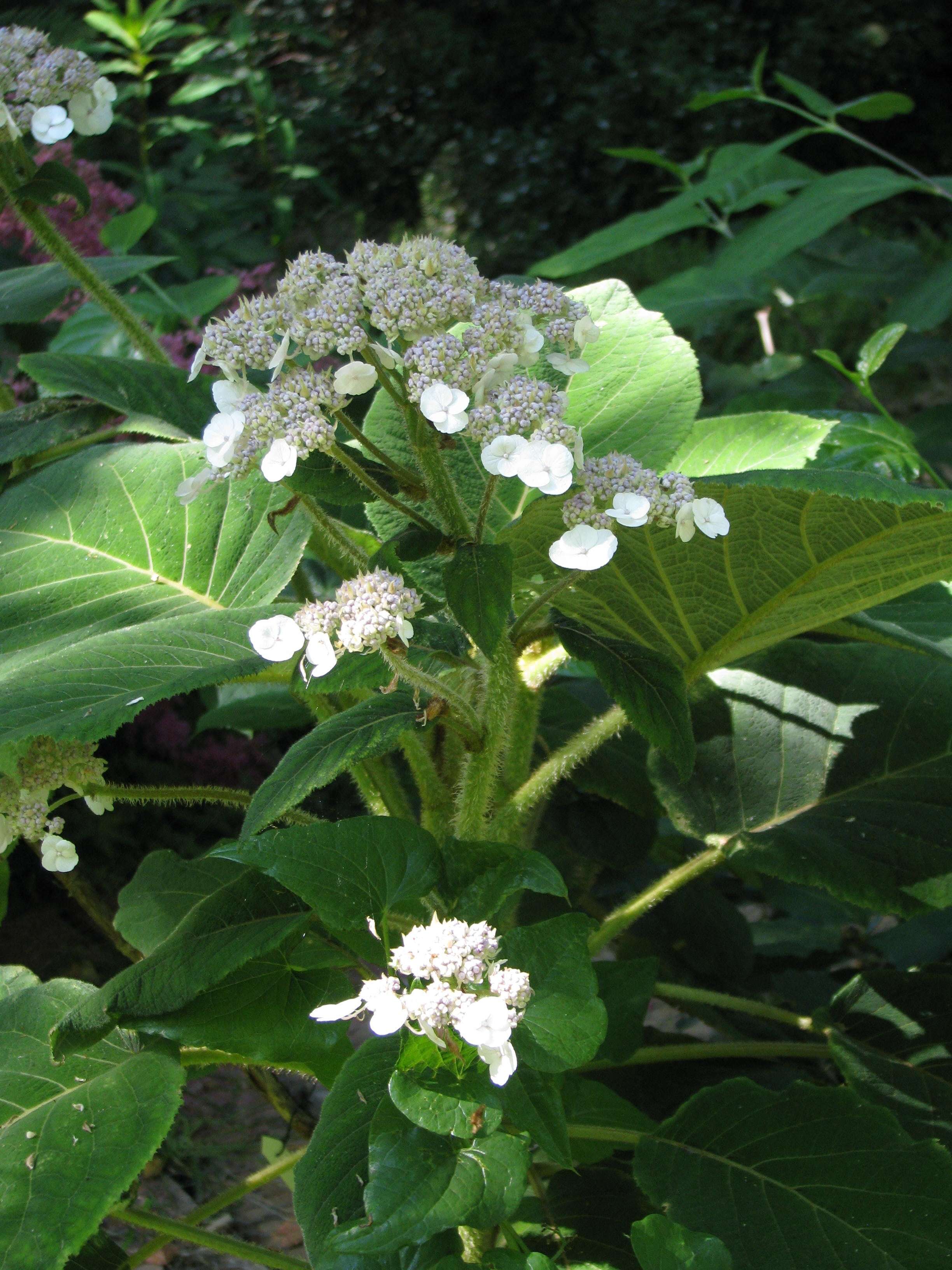 Sivun Hydrangea aspera Buch.-Ham. ex D. Don kuva