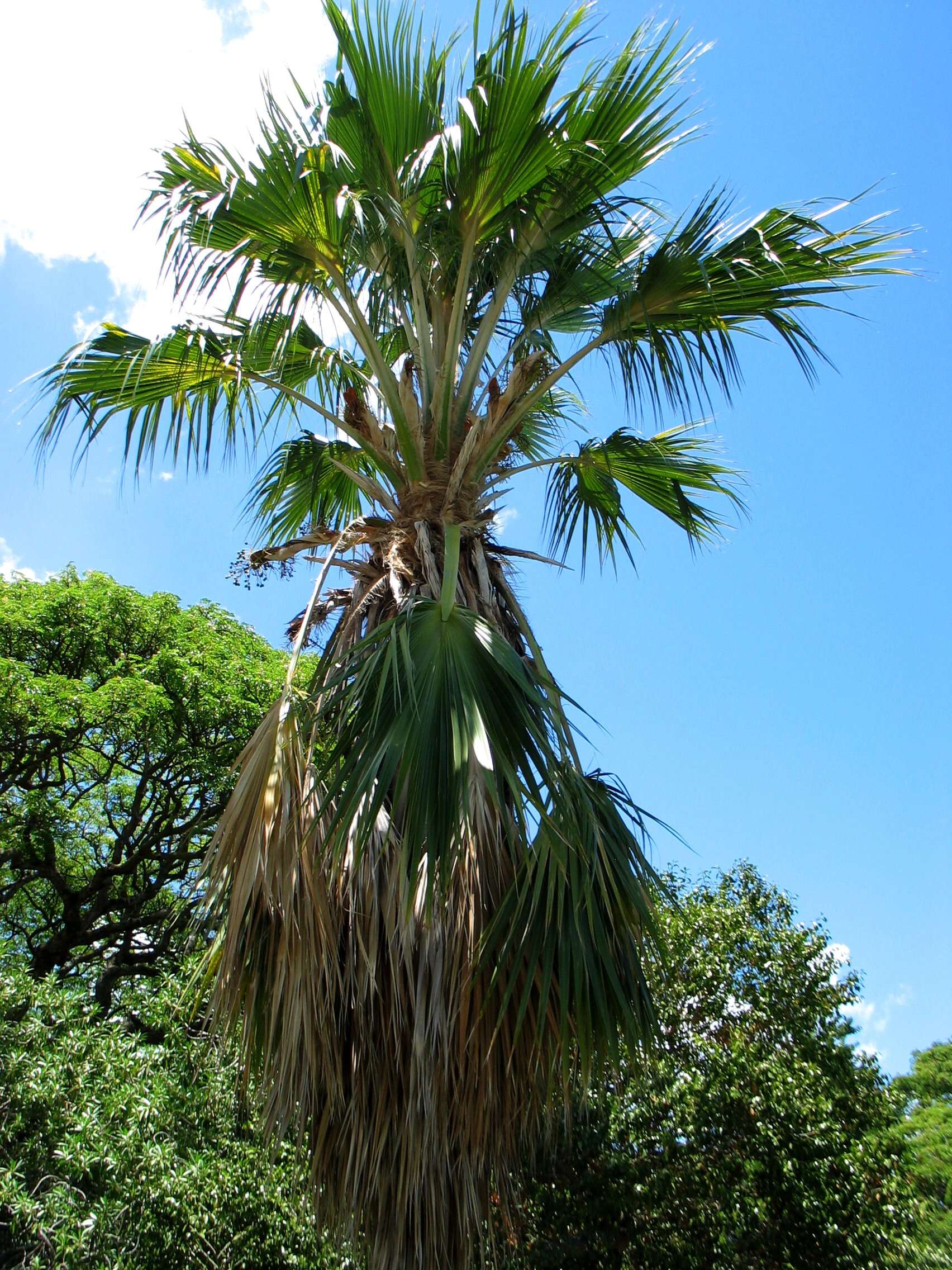 Imagem de Pritchardia napaliensis H. St. John