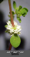 Image of Coral-necklace