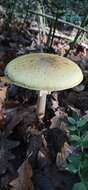 Image of Death cap